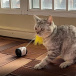 Interaktywna zabawka z piłką dla kotów