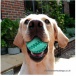 Gumowa piłka czyszcząca zęby dla psa