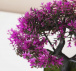 Sztuczne bonsai - fioletowe